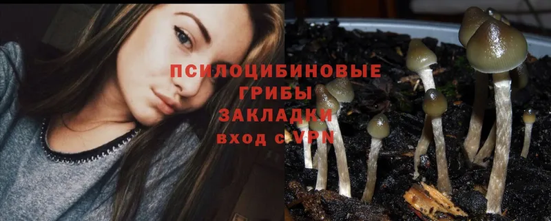 Галлюциногенные грибы Psilocybe  цена   дарк нет как зайти  Лагань 